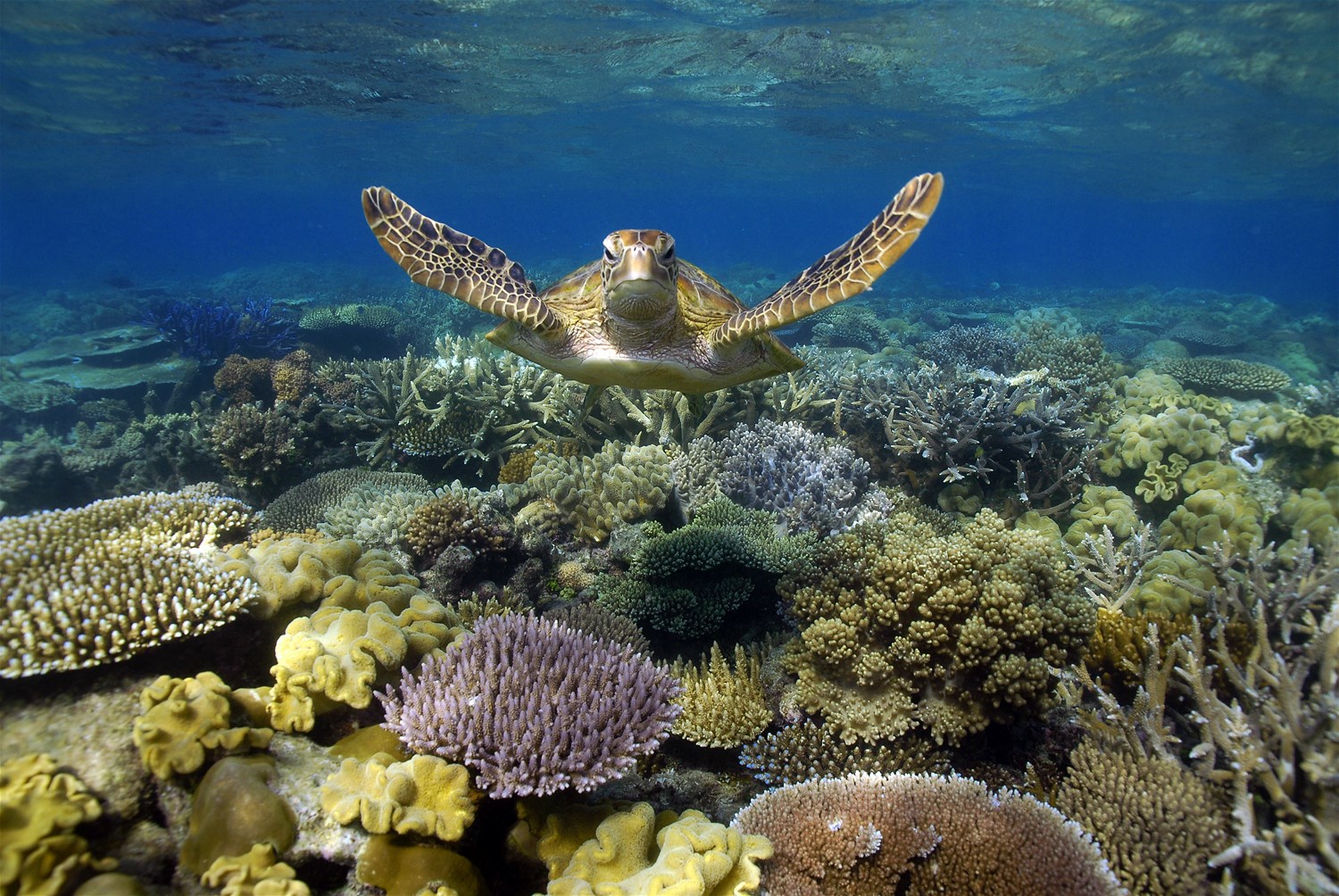 Southern Islands of the Great Barrier Reef Trailfinders